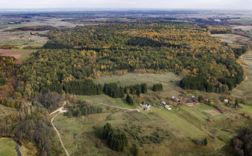 10_Dukstu azuolynas.jpg